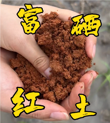 A treasure in southern Jiangxi: selenium rich red sand soil, good rice depends on it