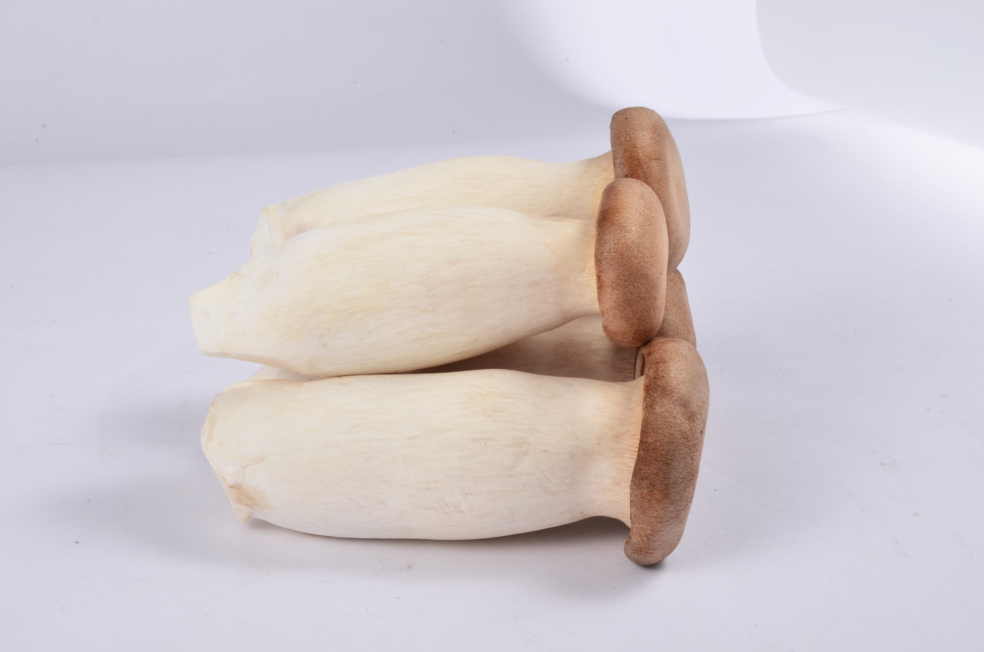 King oyster mushroom